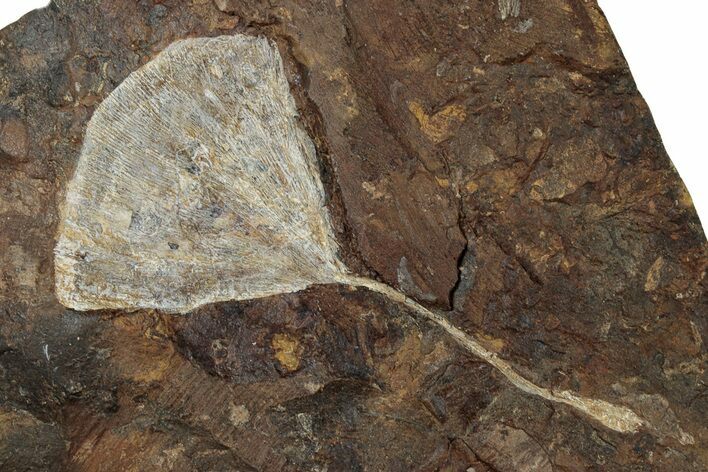 Paleocene Fossil Ginkgo Leaf - North Dakota #270197